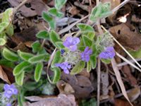 Nelsonia canescens all-t.JPG